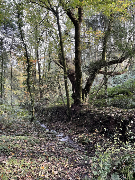 地球岸小溪