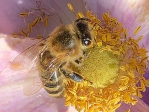 蜜蜂寻找花蜜