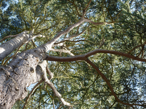 托尔特沃思arboretu